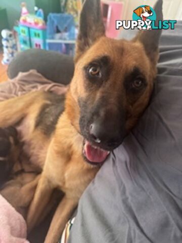 German Shepherd puppies for sale! 8 weeks old strong healthy pups great blood line