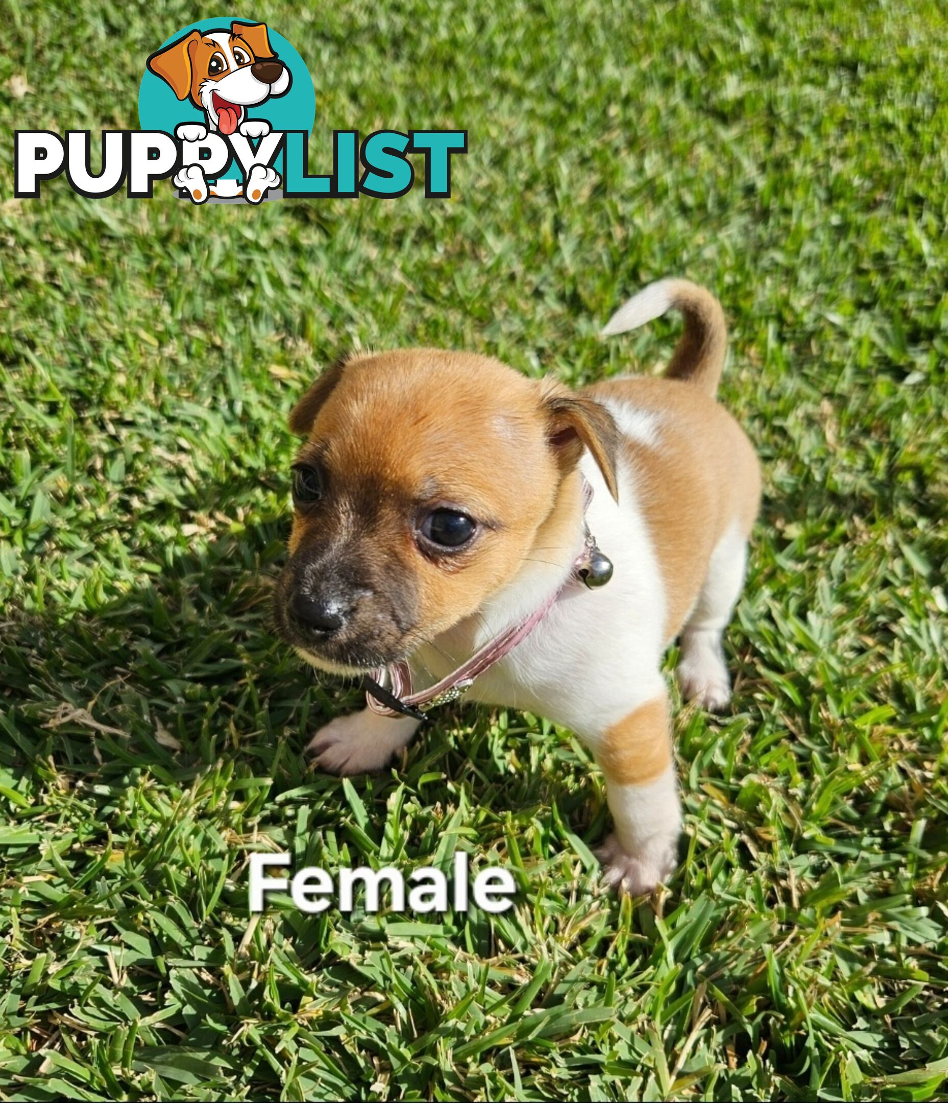 Jack Russell x Foxy Pups