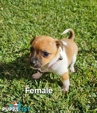 Jack Russell x Foxy Pups