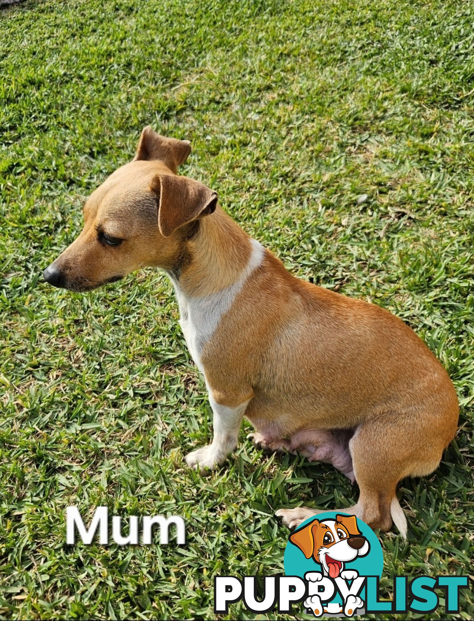 Jack Russell x Foxy Pups