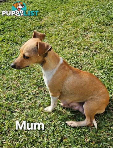 Jack Russell x Foxy Pups