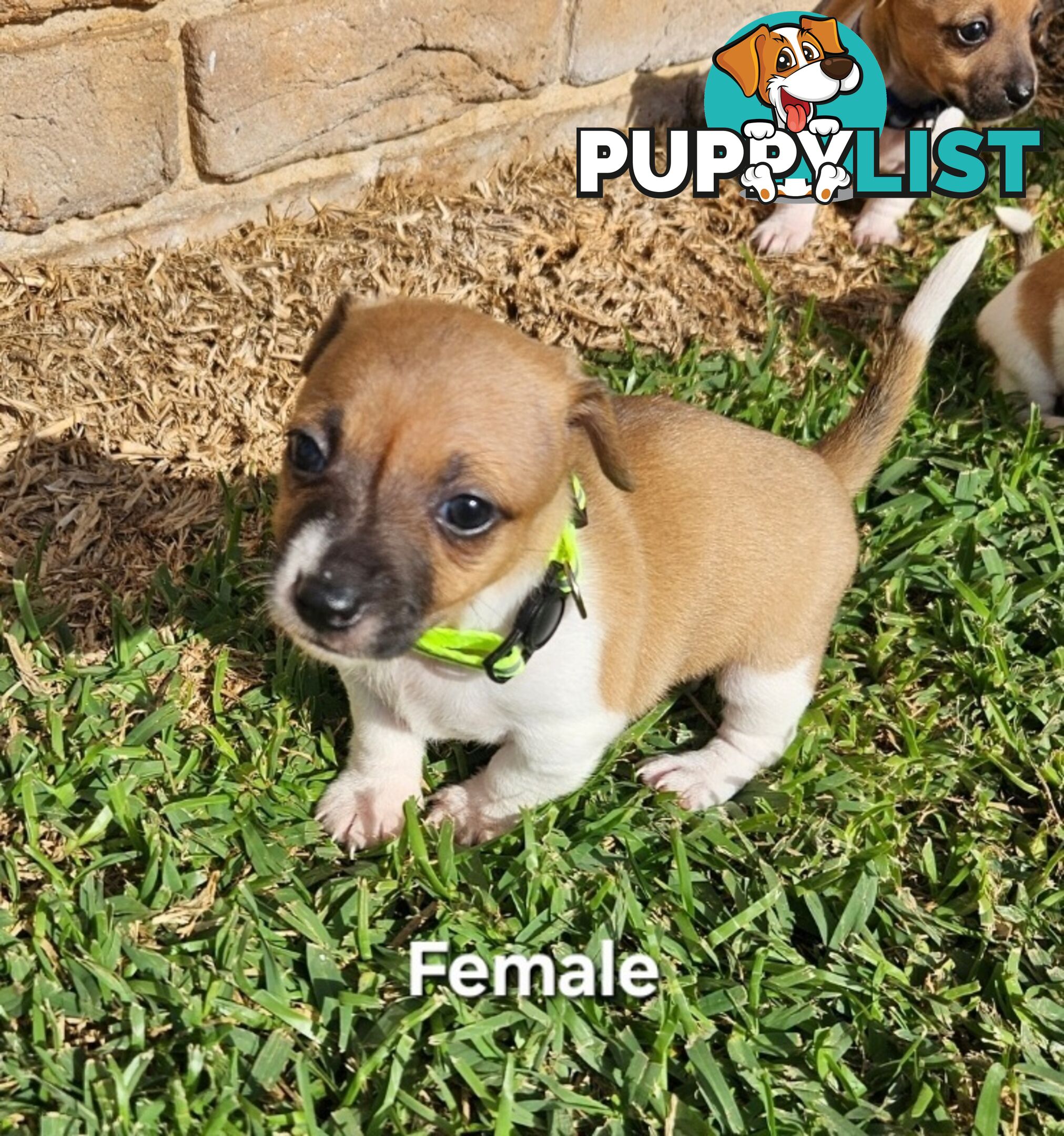 Jack Russell x Foxy Pups
