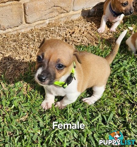 Jack Russell x Foxy Pups