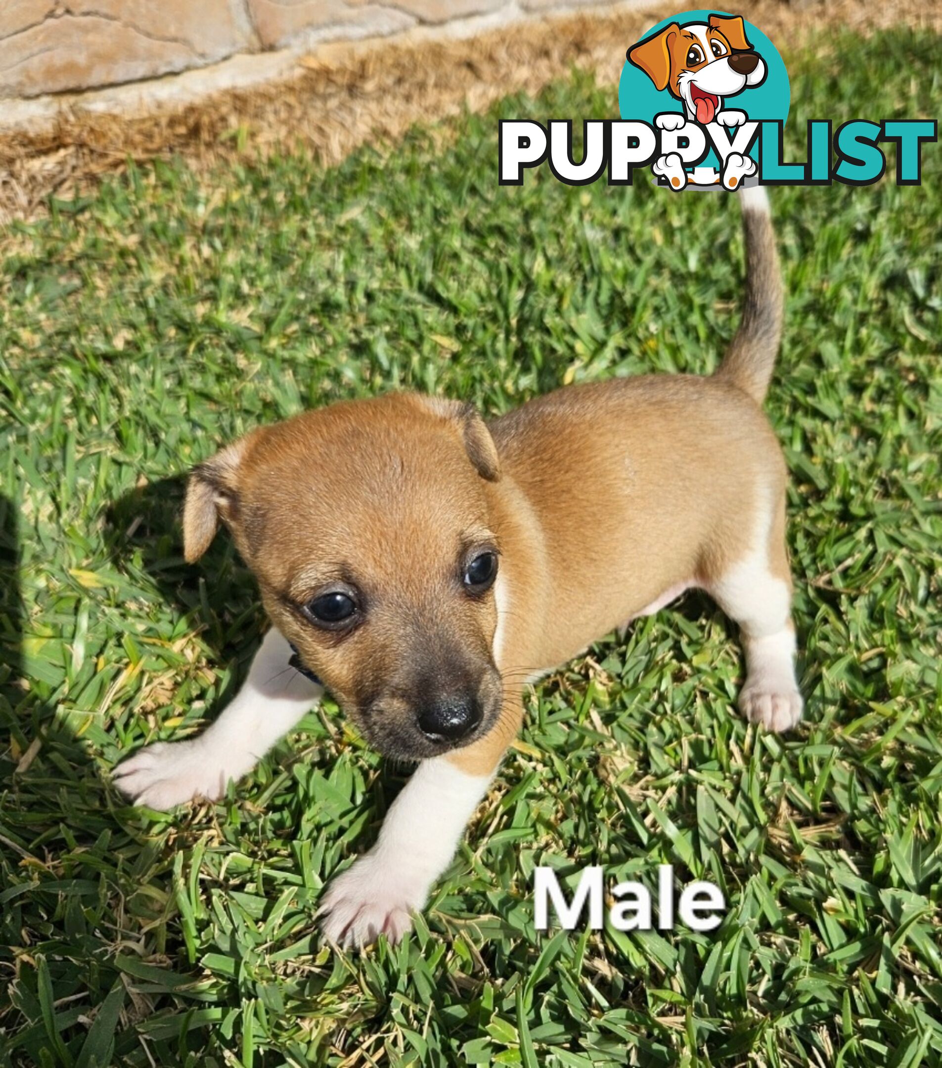 Jack Russell x Foxy Pups