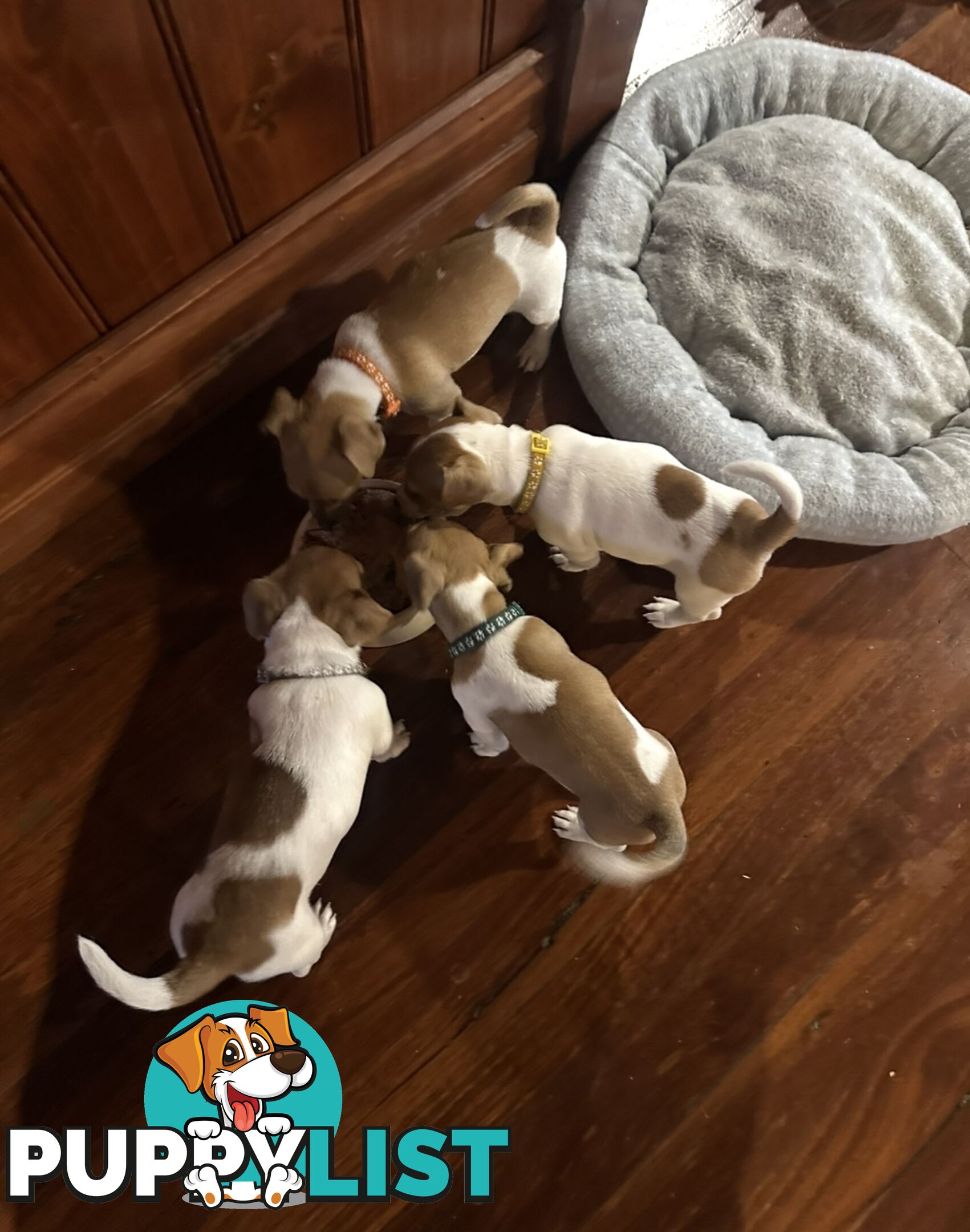 Jack Russel Puppies