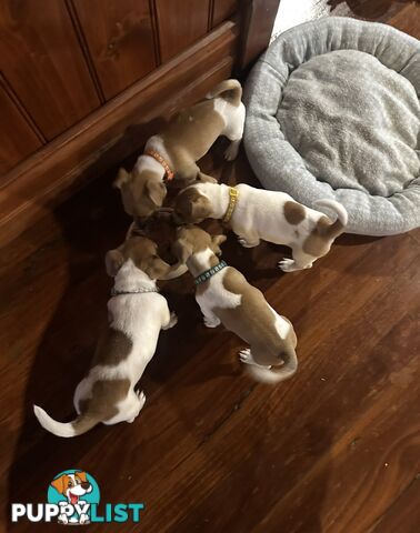 Jack Russel Puppies