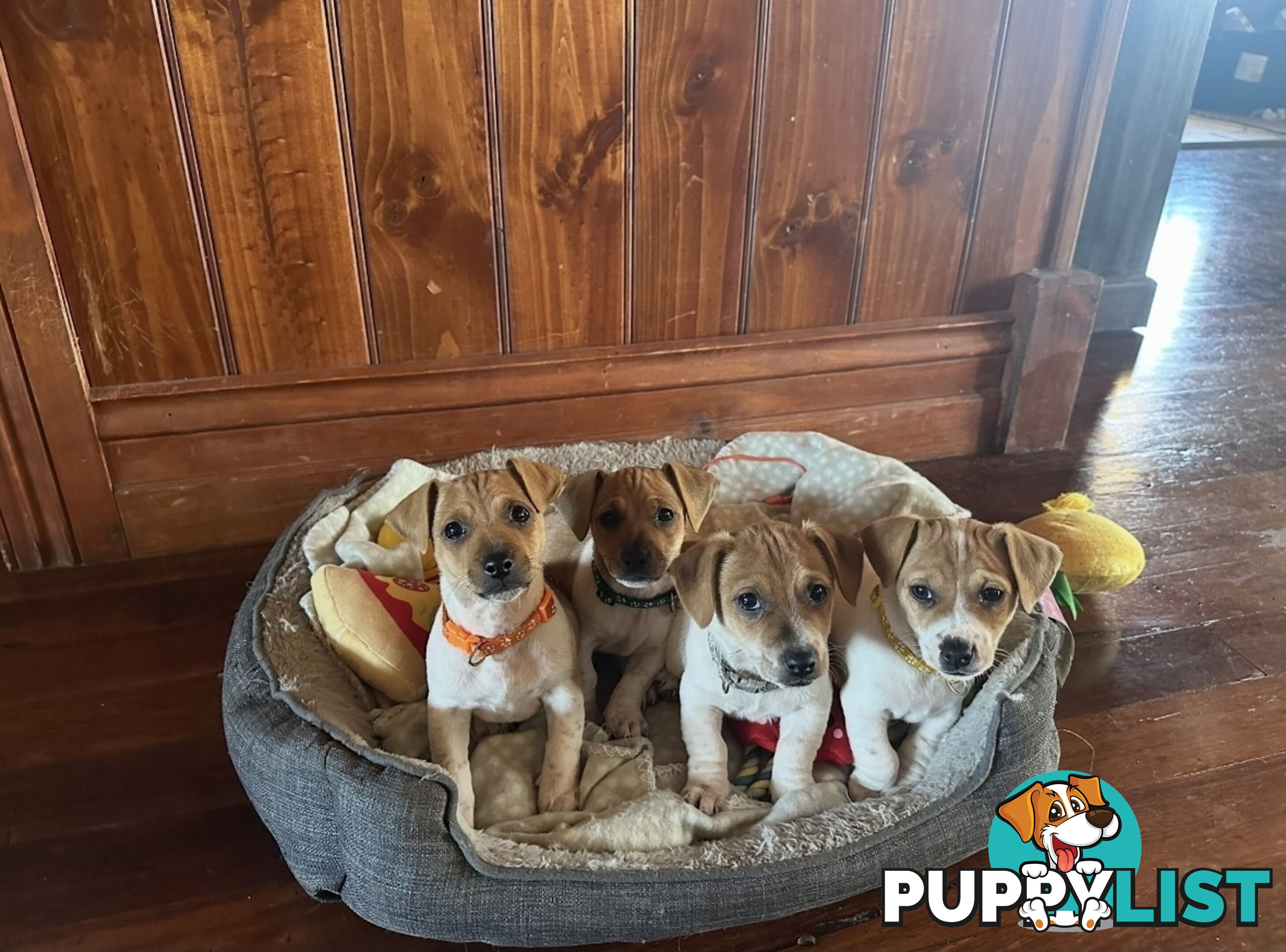 Jack Russel Puppies