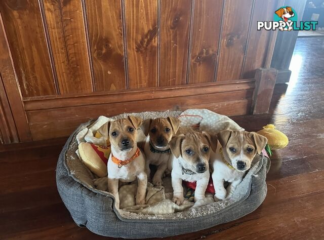 Jack Russel Puppies