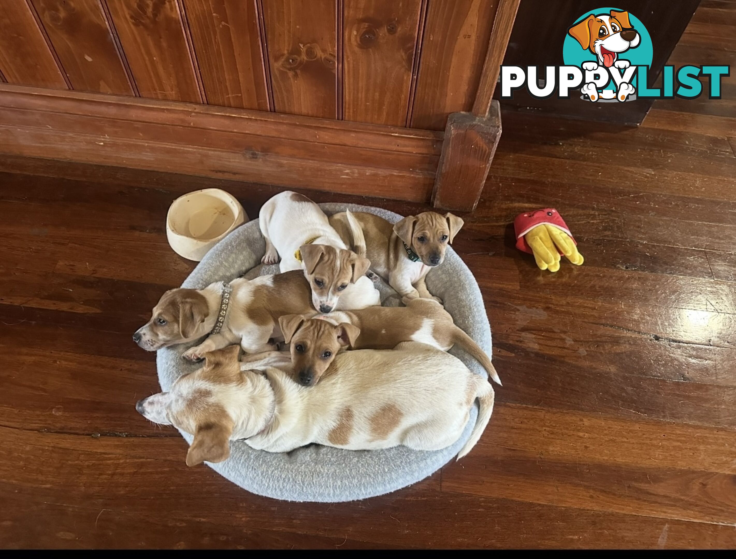 Jack Russel Puppies