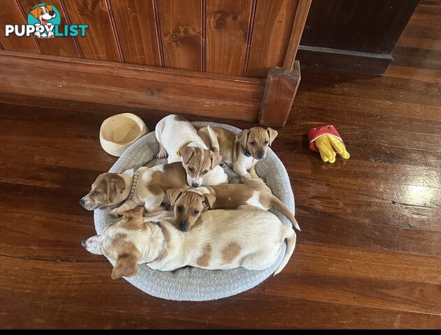 Jack Russel Puppies