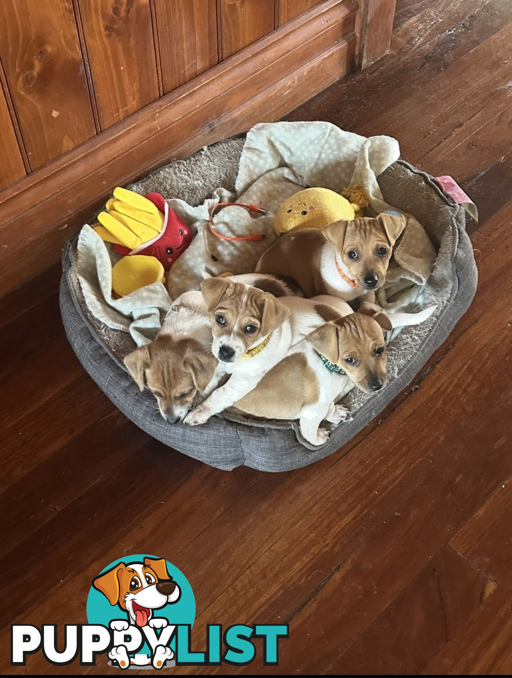 Jack Russel Puppies