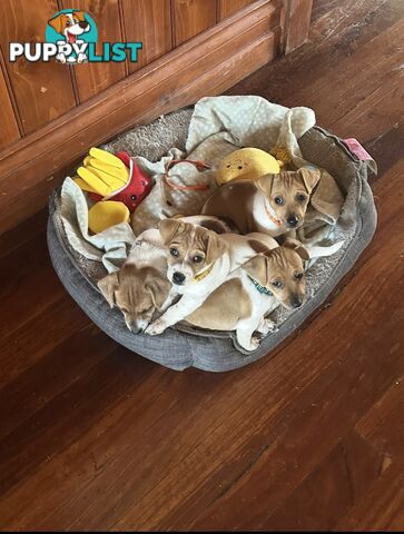Jack Russel Puppies