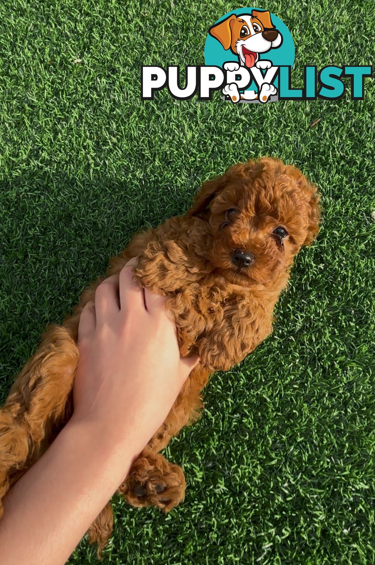 Ruby Cavoodle Puppies