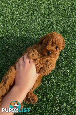 Ruby Cavoodle Puppies