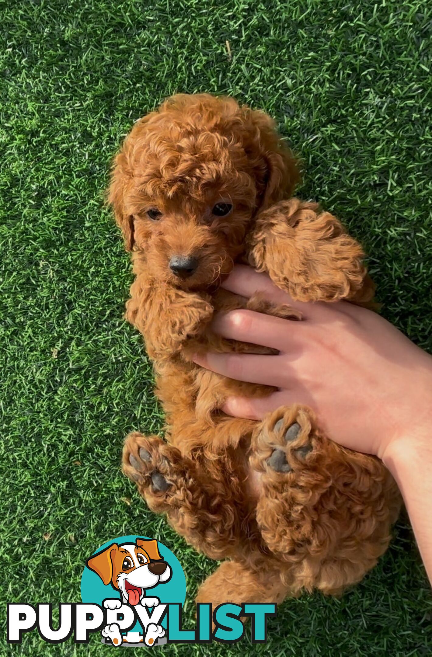 Ruby Cavoodle Puppies