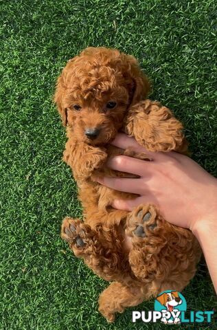 Ruby Cavoodle Puppies