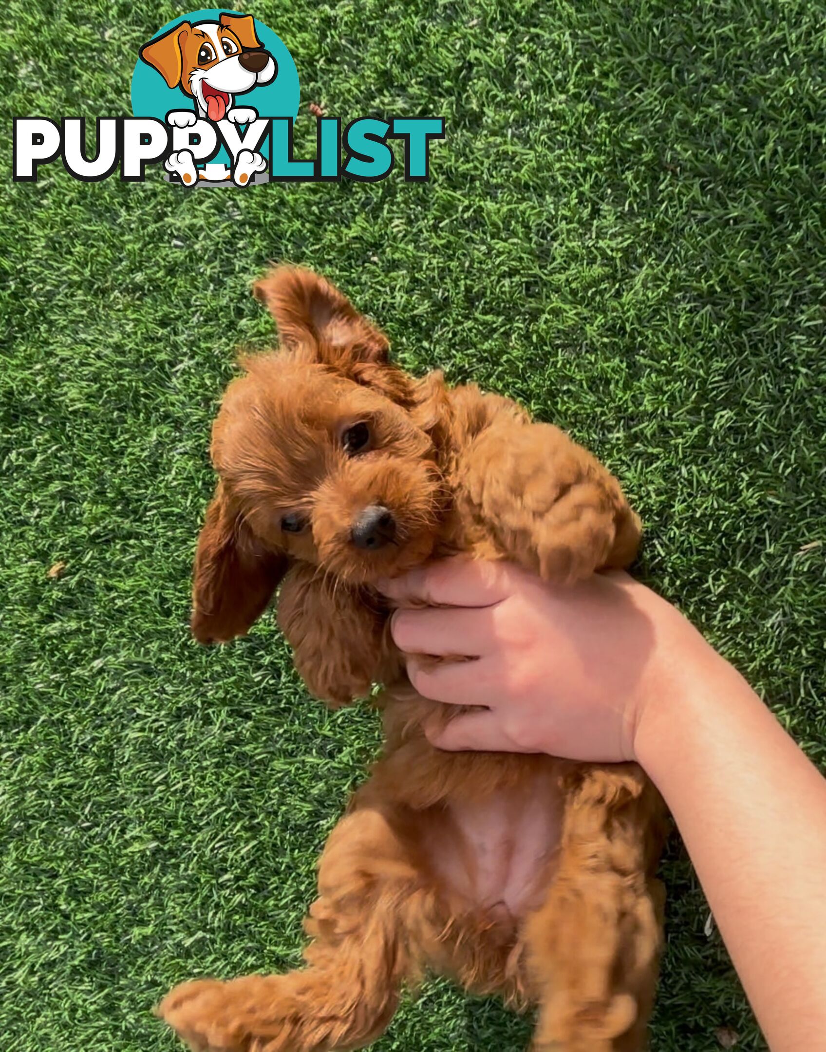 Ruby Cavoodle Puppies