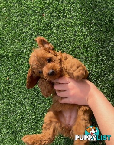 Ruby Cavoodle Puppies