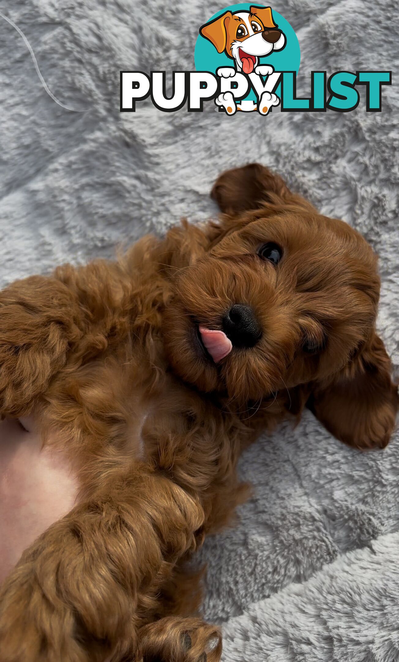 Ruby Cavoodle Puppies