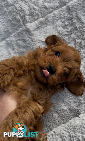 Ruby Cavoodle Puppies