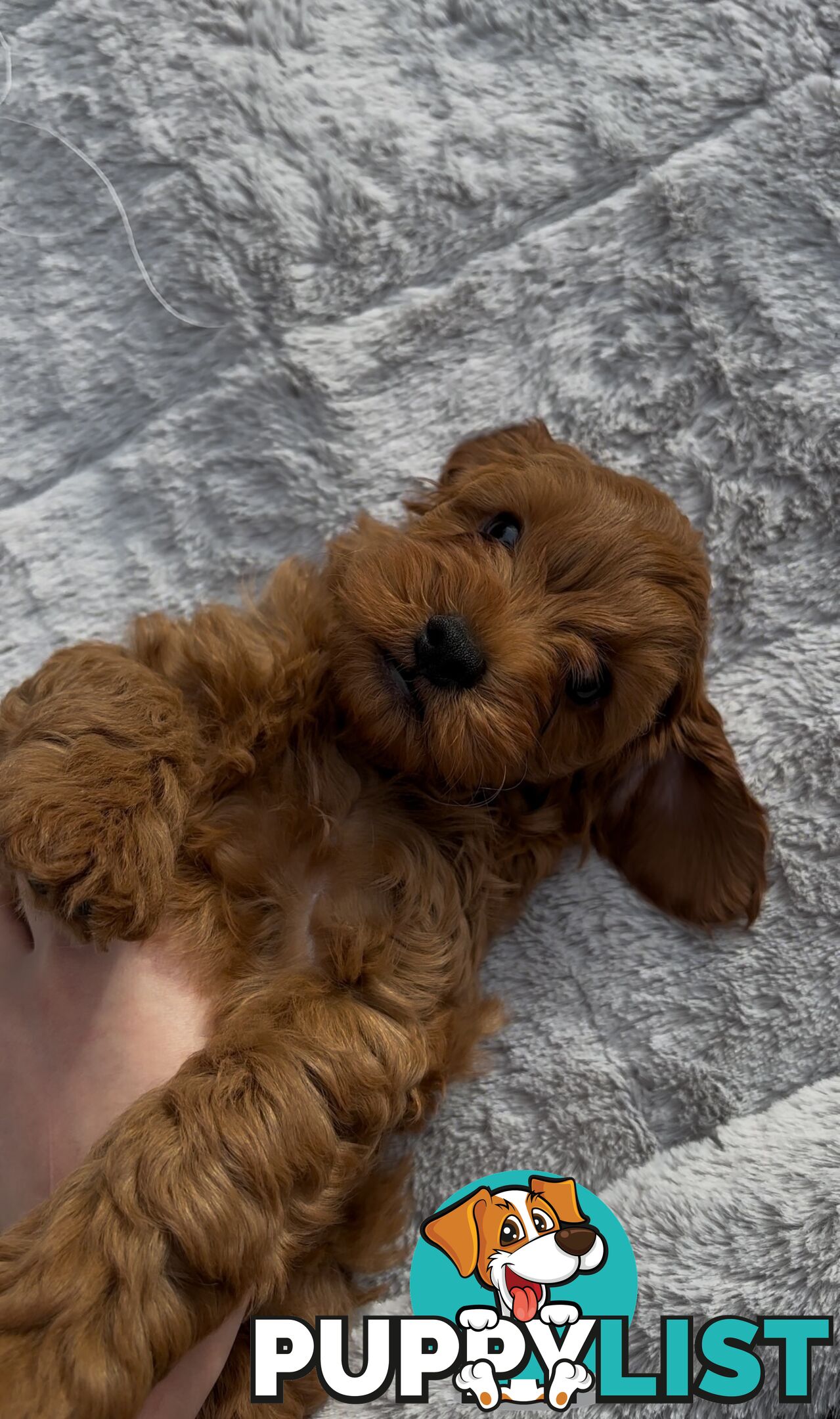 Ruby Cavoodle Puppies