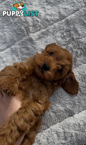 Ruby Cavoodle Puppies