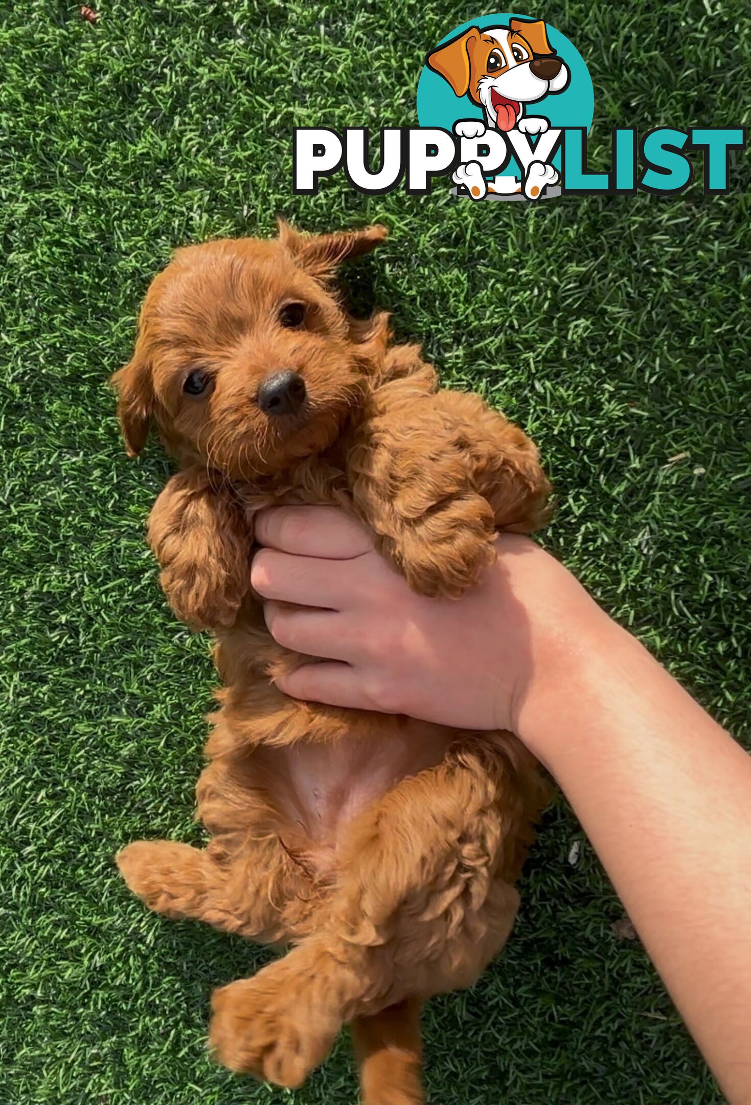 Ruby Cavoodle Puppies