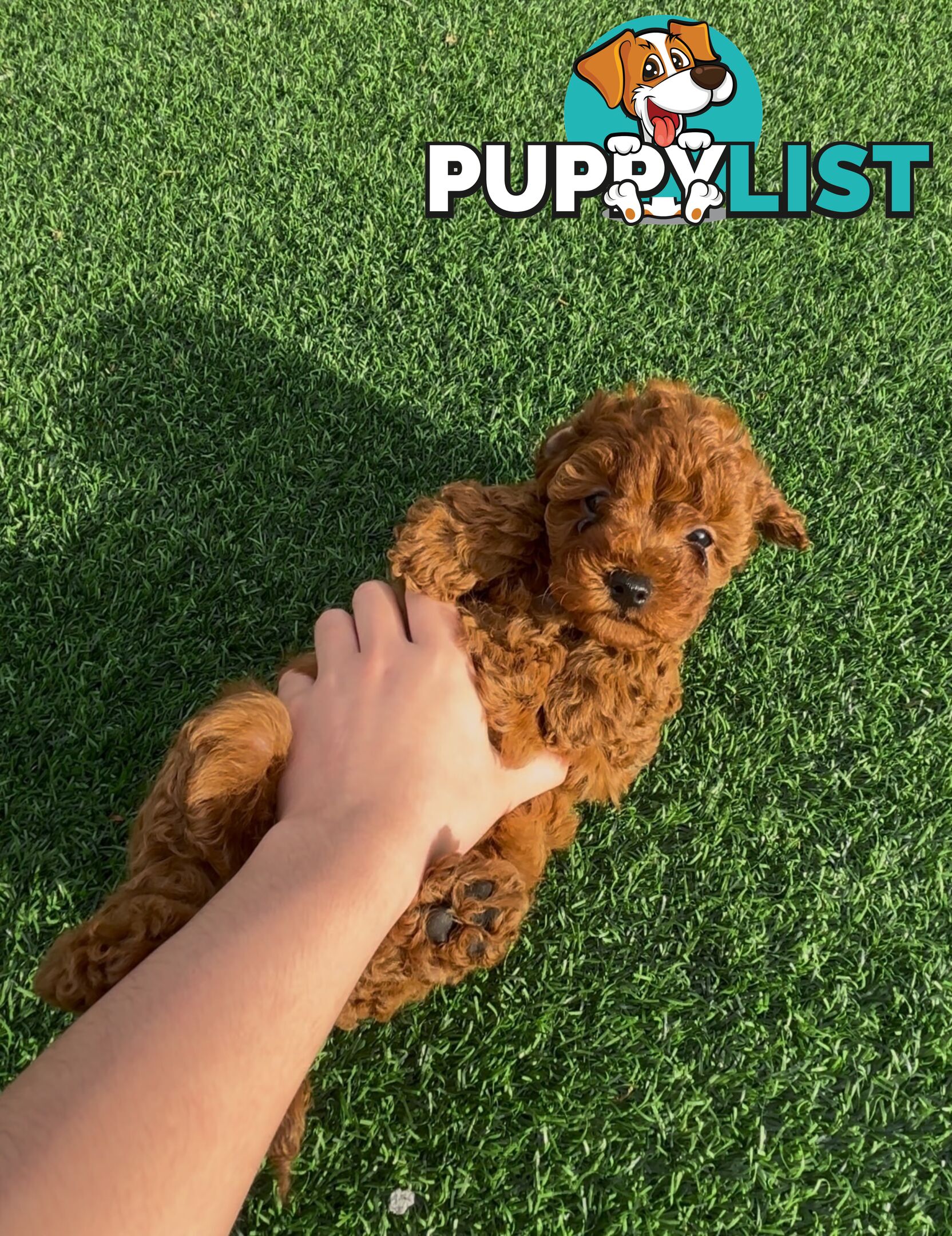 Ruby Cavoodle Puppies