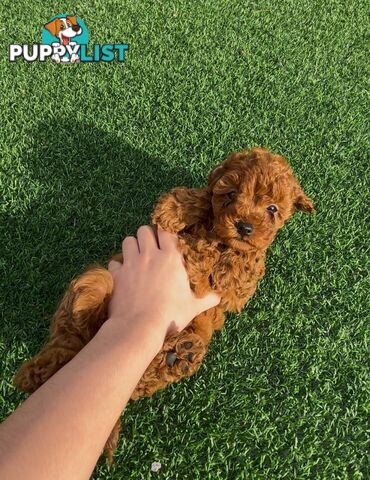 Ruby Cavoodle Puppies