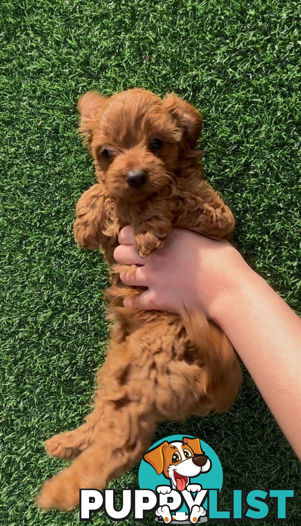 Ruby Cavoodle Puppies