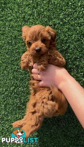 Ruby Cavoodle Puppies