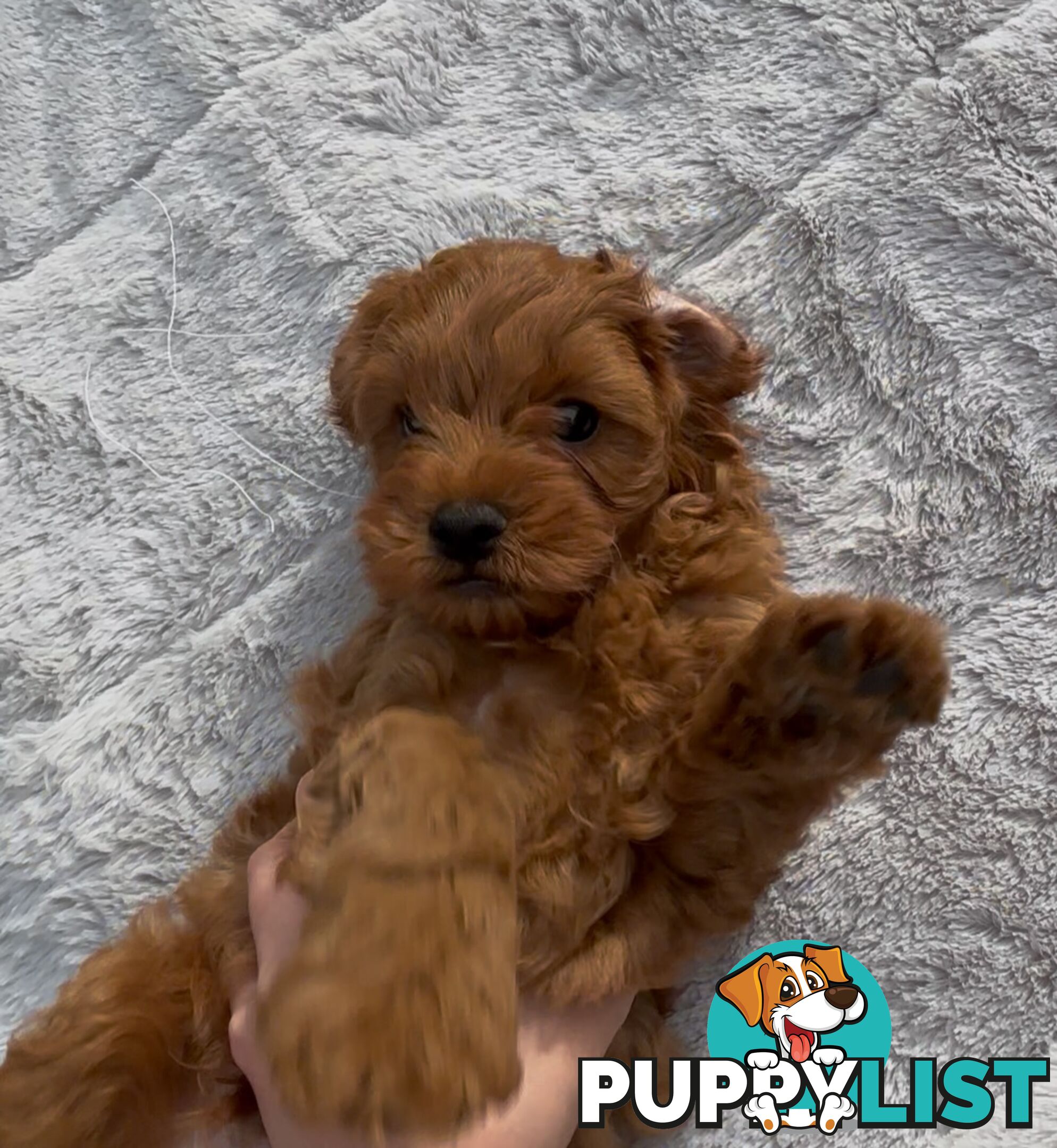 Ruby Cavoodle Puppies