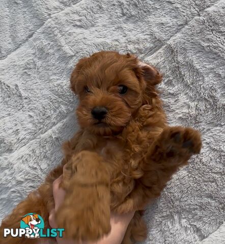 Ruby Cavoodle Puppies