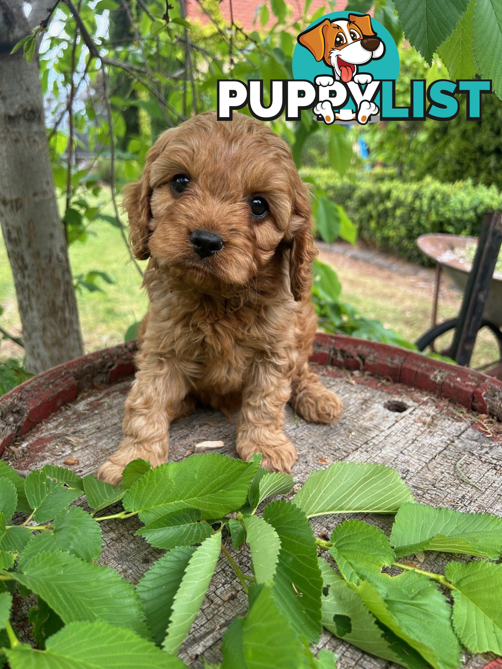 *** Toy Cavoodle Puppies - DNA Clear 1st Gen ***