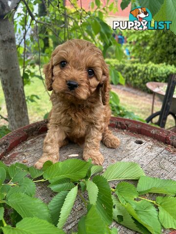 *** Toy Cavoodle Puppies - DNA Clear 1st Gen ***