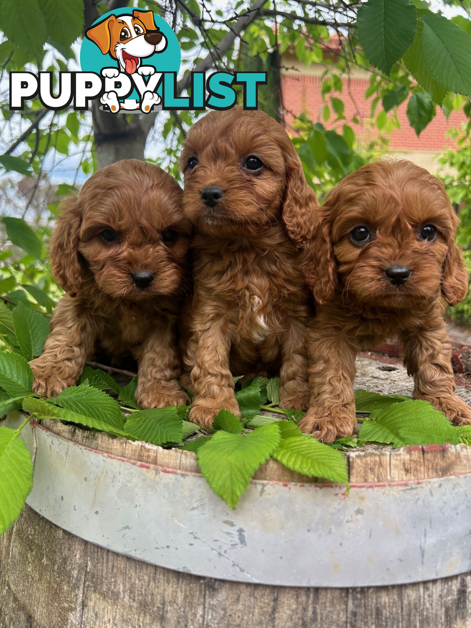 *** Toy Cavoodle Puppies - DNA Clear 1st Gen ***