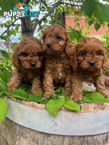 *** Toy Cavoodle Puppies - DNA Clear 1st Gen ***