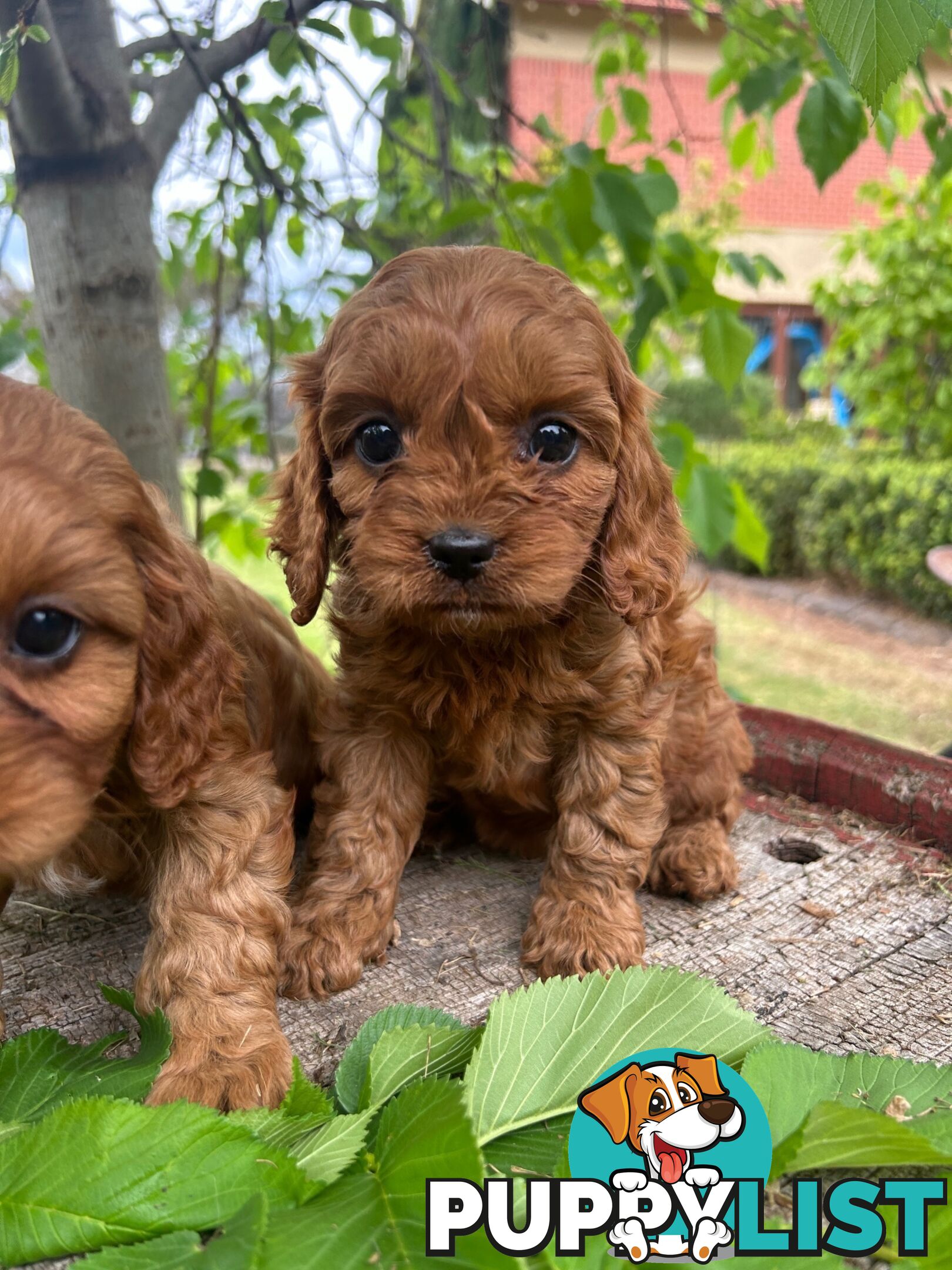 *** Toy Cavoodle Puppies - DNA Clear 1st Gen ***