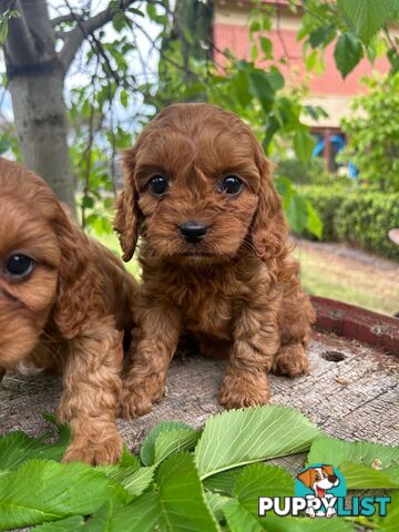 *** Toy Cavoodle Puppies - DNA Clear 1st Gen ***