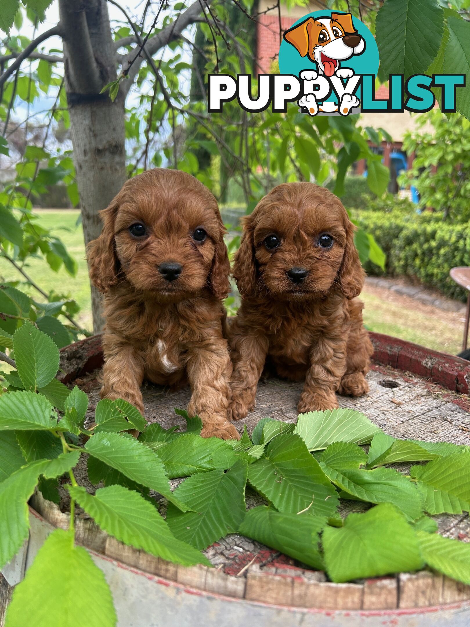 *** Toy Cavoodle Puppies - DNA Clear 1st Gen ***