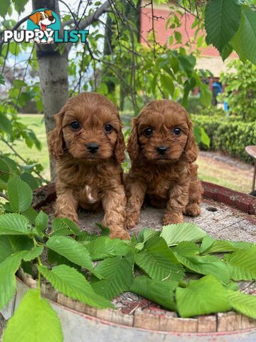 *** Toy Cavoodle Puppies - DNA Clear 1st Gen ***