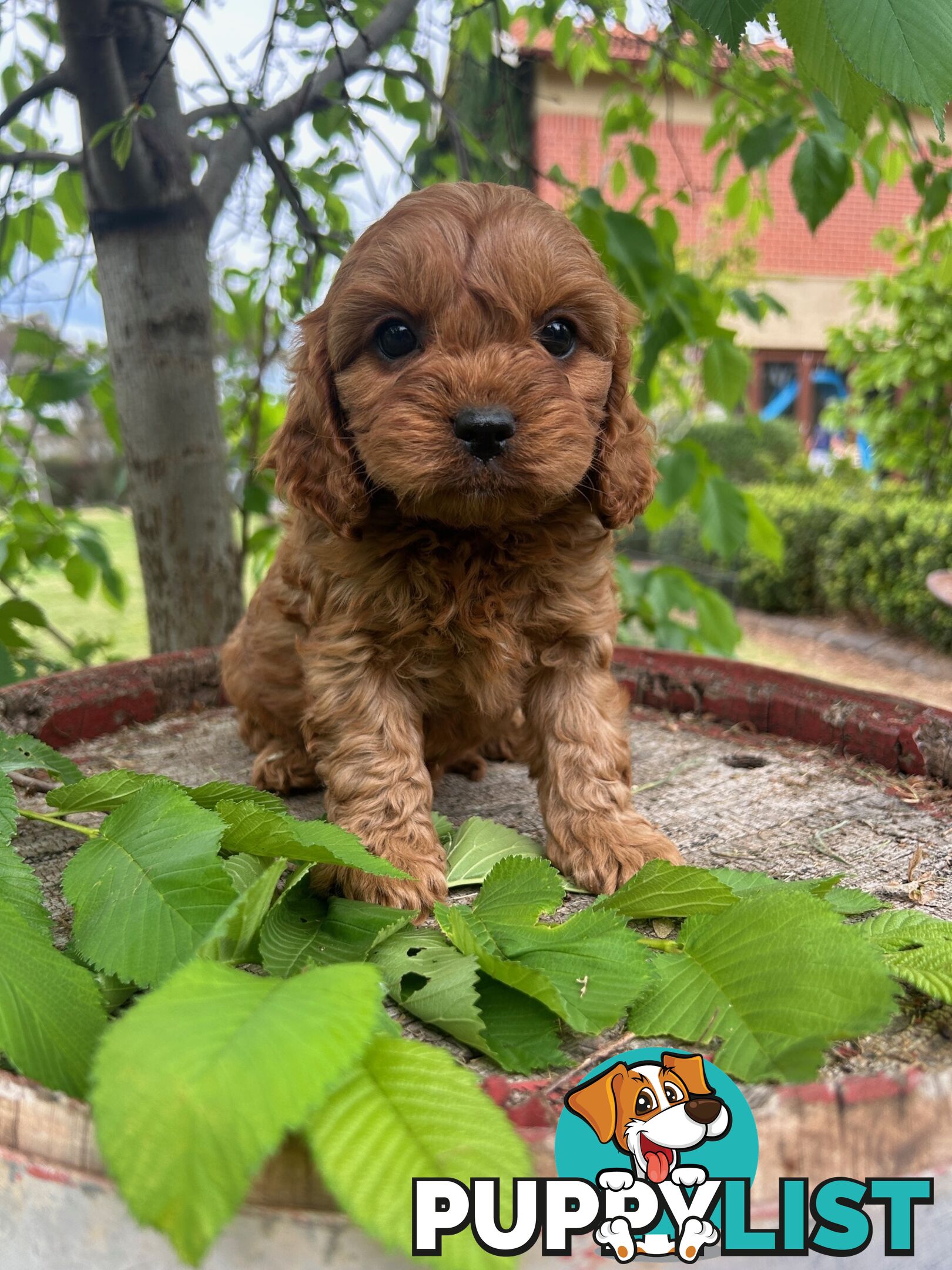 *** Toy Cavoodle Puppies - DNA Clear 1st Gen ***