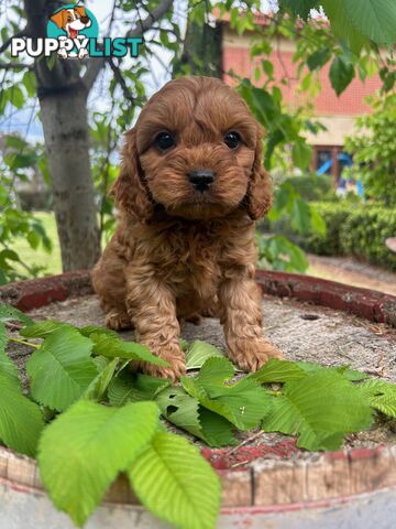 *** Toy Cavoodle Puppies - DNA Clear 1st Gen ***