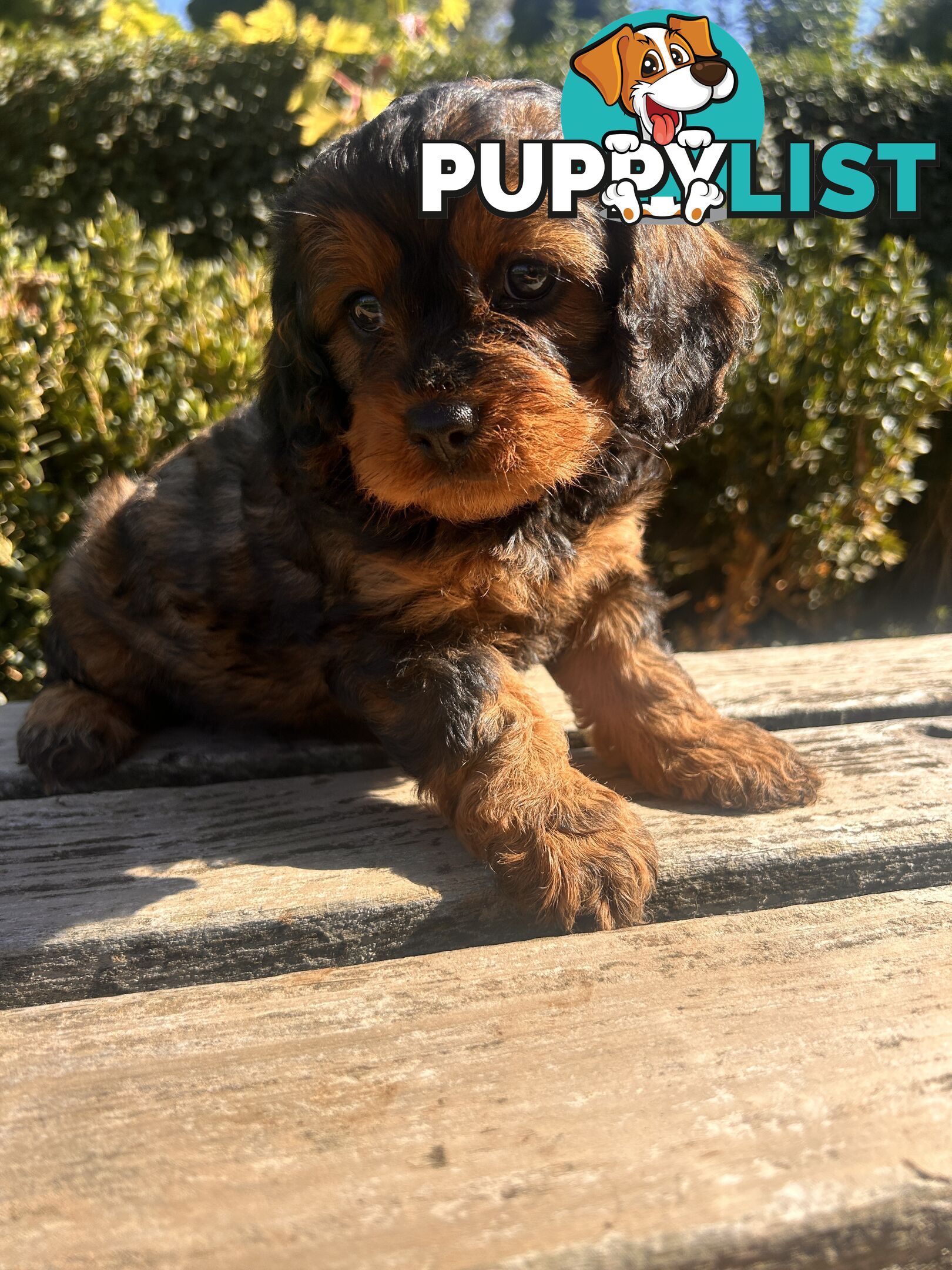 *** Cavoodle TOY Puppies F1 DNA Clear ***