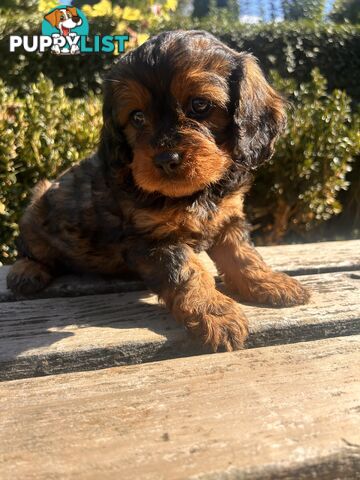 *** Cavoodle TOY Puppies F1 DNA Clear ***