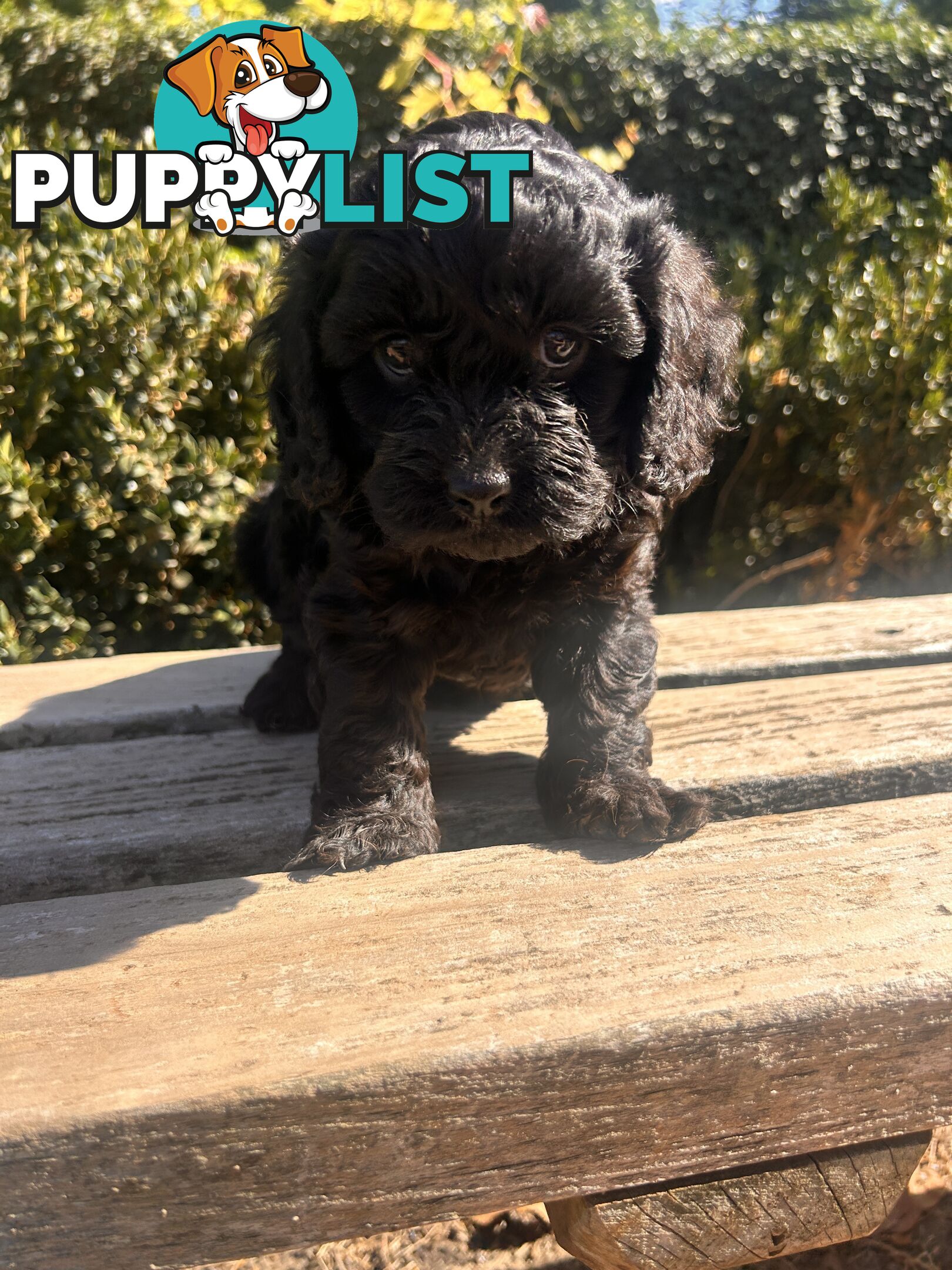 *** Cavoodle TOY Puppies F1 DNA Clear ***