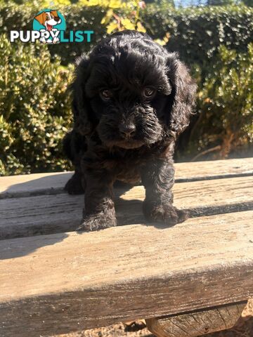 *** Cavoodle TOY Puppies F1 DNA Clear ***
