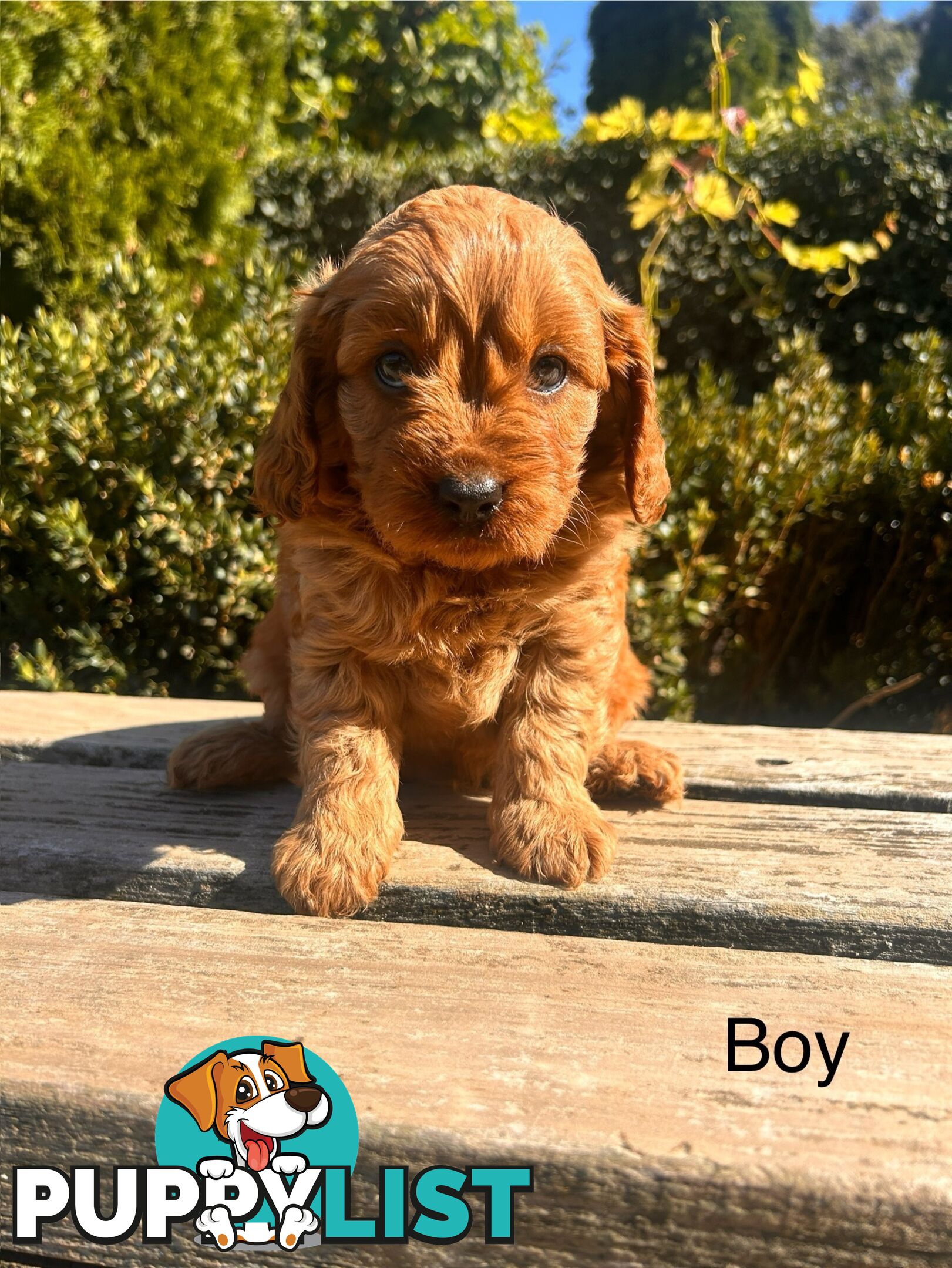 *** Cavoodle TOY Puppies F1 DNA Clear ***