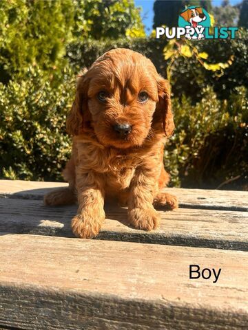 ***  TOY Cavoodle Puppies F1 DNA Clear ***