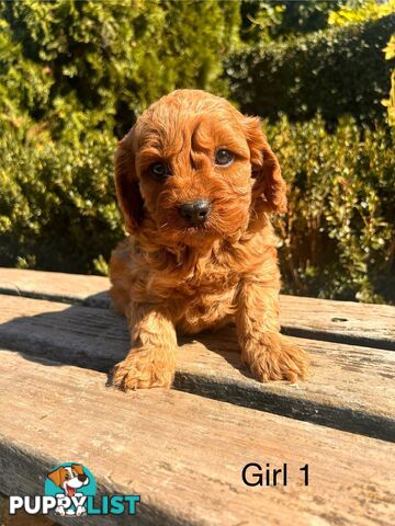 *** Cavoodle TOY Puppies F1 DNA Clear ***